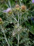 Cirsium tomentosum