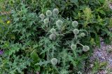 Echinops sphaerocephalus. Расцветающее растение в сообществе с Urtica и Salvia. Ингушетия, Джейрахский р-н, перевал Цей-Лоам, ≈ 2200 м н.у.м., каменистый участок лугового склона. 24.07.2022.