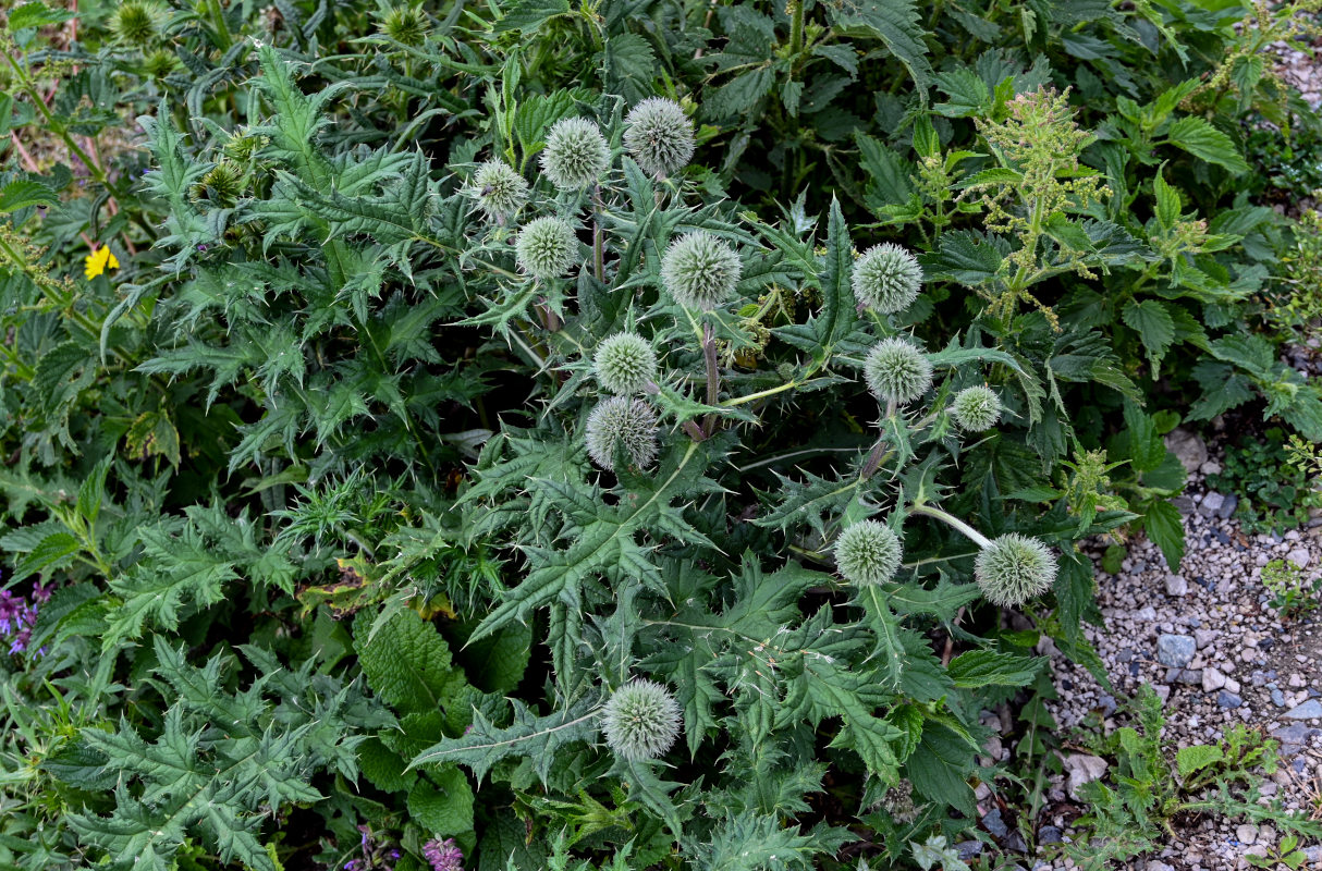 Изображение особи Echinops sphaerocephalus.