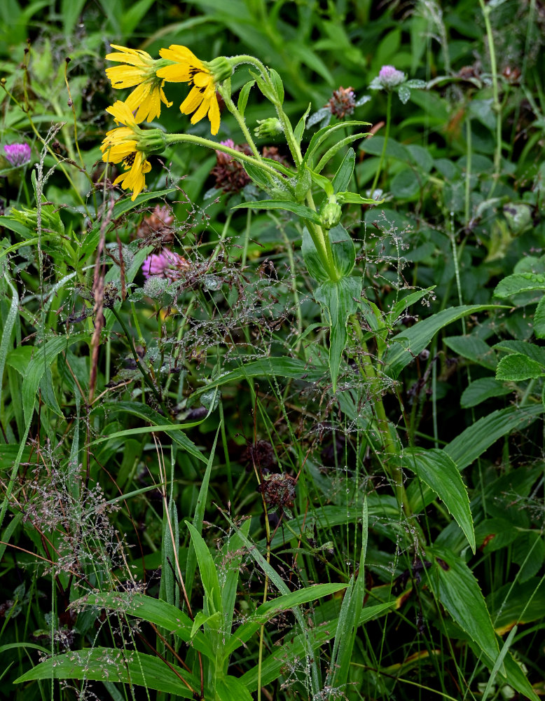 Изображение особи Arnica sachalinensis.