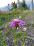 Centaurea jacea. Верхушка побега с соцветием. Краснодарский край, городской округ Сочи, Адлерский р-н, с. Эстосадок, горнолыжный курорт \"Роза Хутор\", обочина горнолыжной трассы в лесу, северный склон хр. Аибга, 1200 м н.у.м. 08.08.2023.