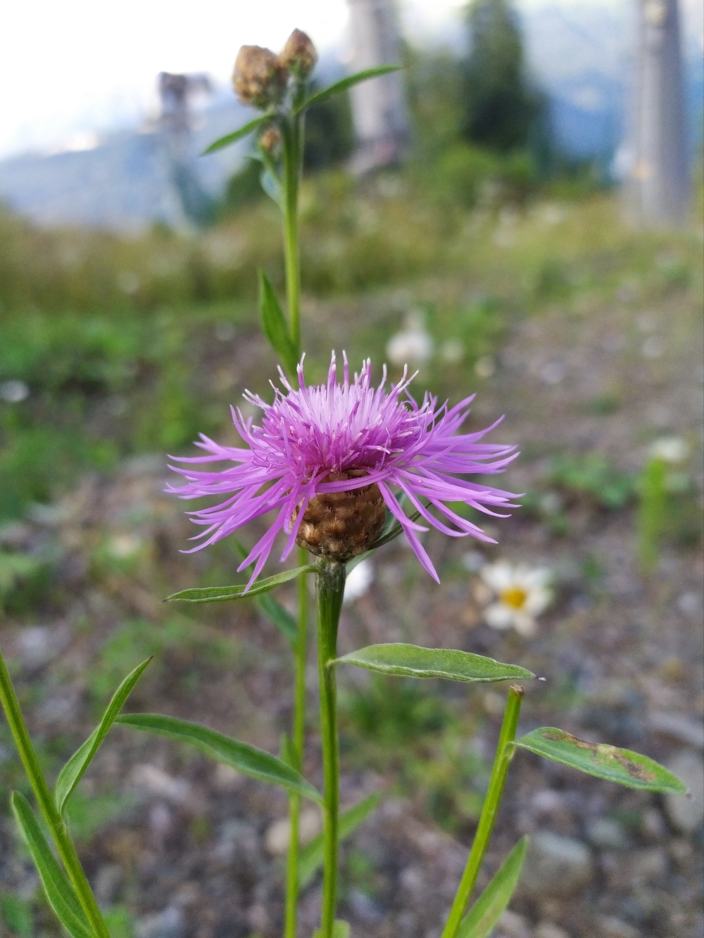 Изображение особи Centaurea jacea.