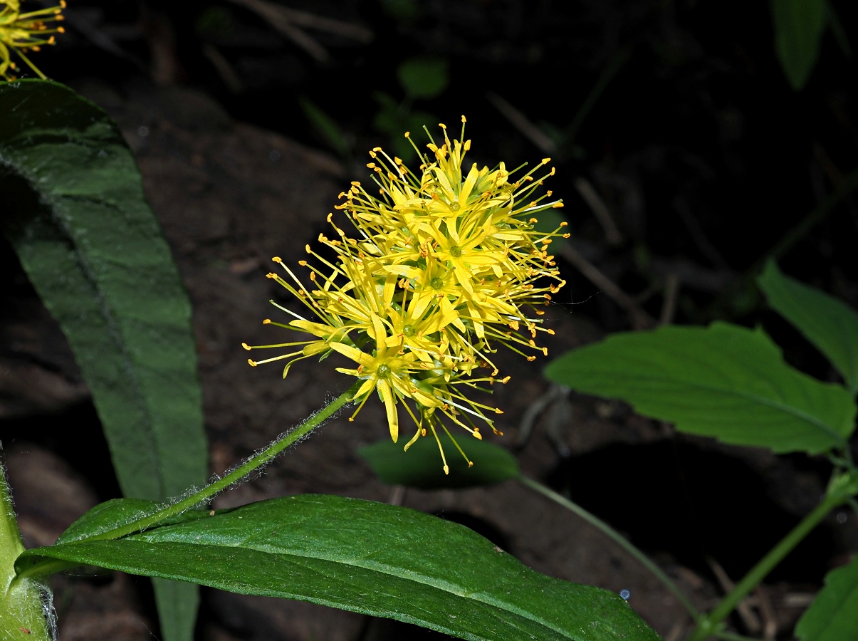 Image of Naumburgia thyrsiflora specimen.