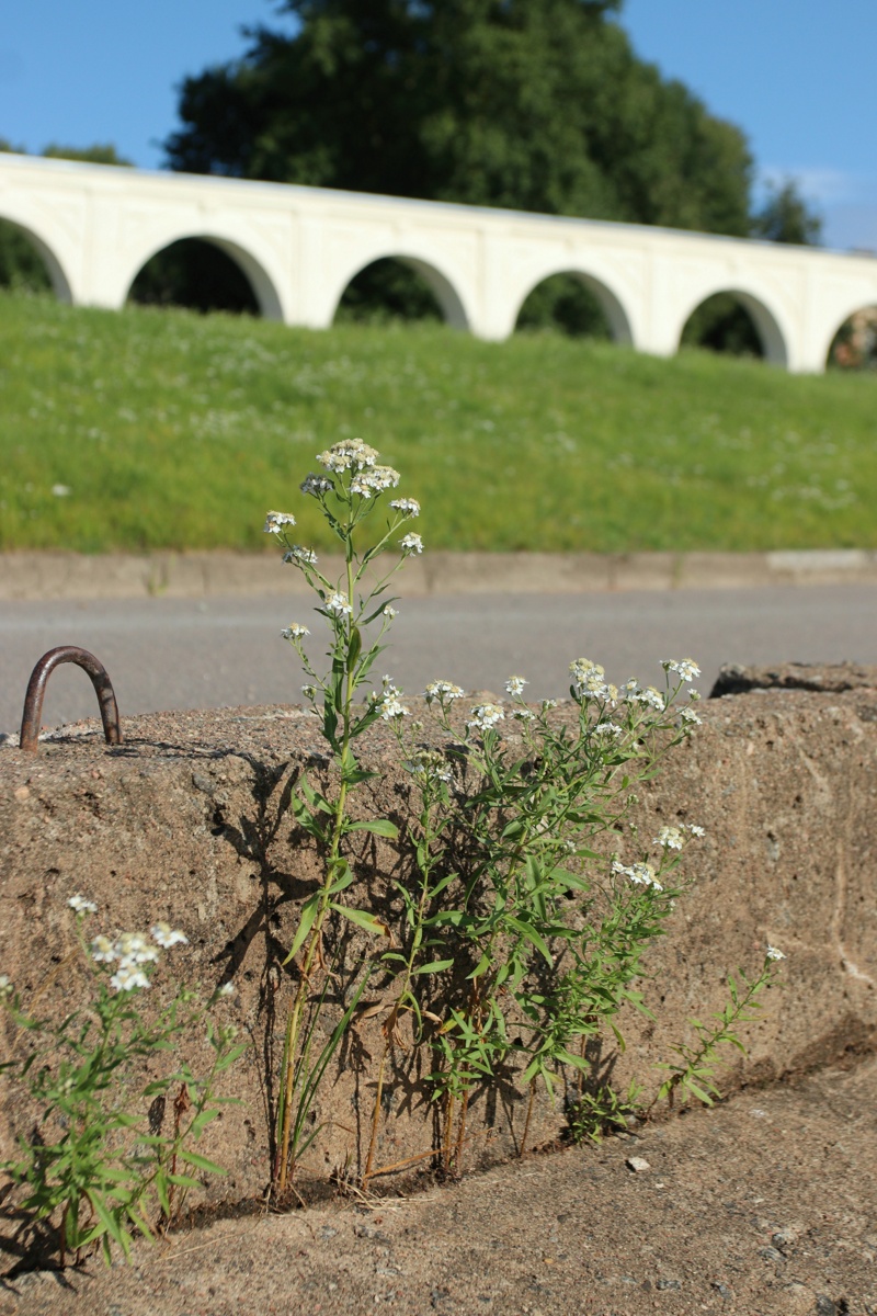 Изображение особи Achillea cartilaginea.