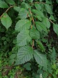 Ulmus japonica. Веточка. Амурская обл., Архаринский р-н, окр. с. Кундур, широколиственный лес. 29.08.2023.