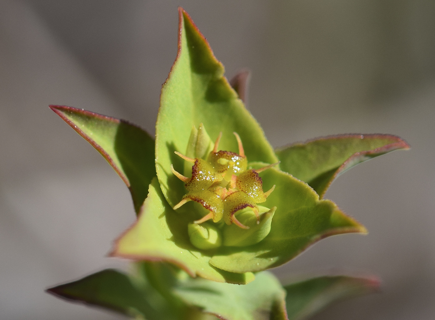 Image of Euphorbia terracina specimen.