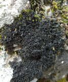 Image of taxon representative. Author is Игорь Евдокимов