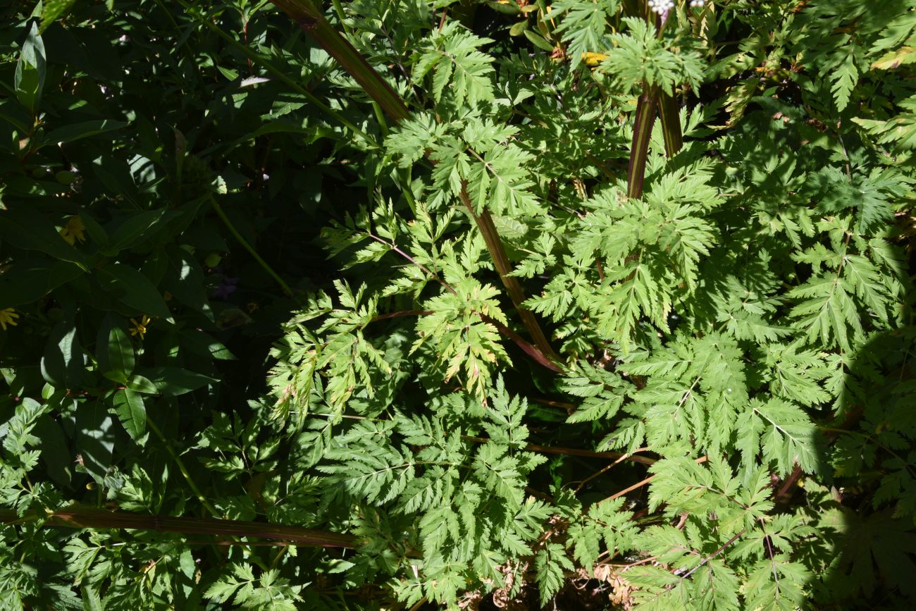 Image of Macrosciadium alatum specimen.