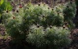 Paeonia tenuifolia