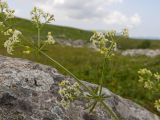 Galium calcareum. Веточка цветущего растения. Адыгея, Кавказский биосферный заповедник, хр. Каменное Море, ≈ 2000 м н.у.м., в расщелине скалы. 28.07.2018.