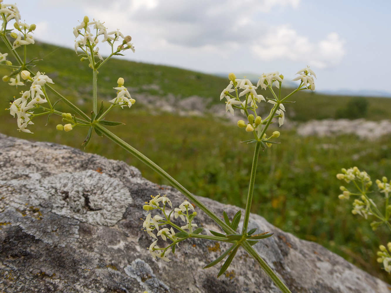 Изображение особи Galium calcareum.