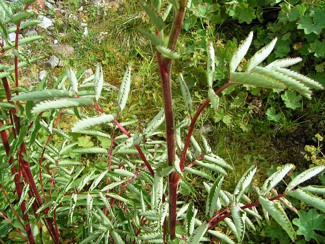 Изображение особи Sanguisorba alpina.