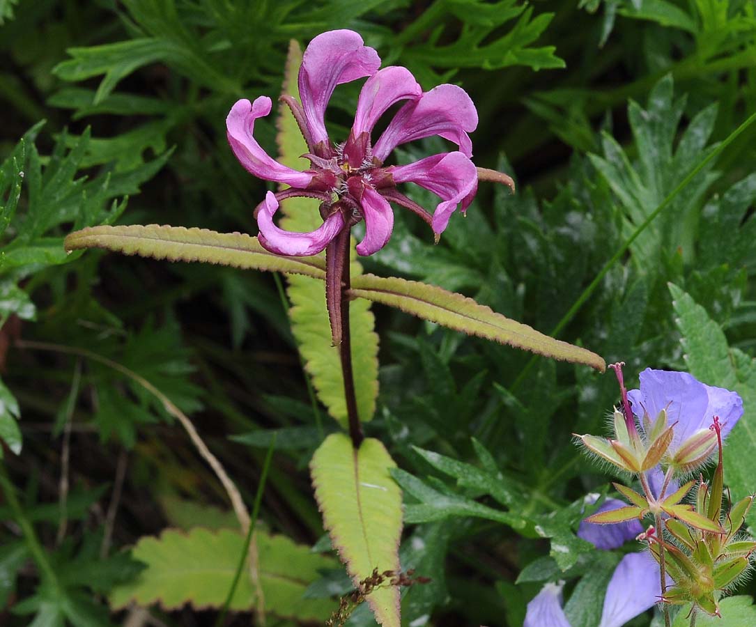 Изображение особи Pedicularis resupinata.