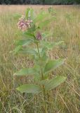 Asclepias syriaca