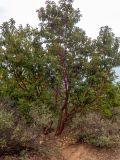 Arbutus andrachne