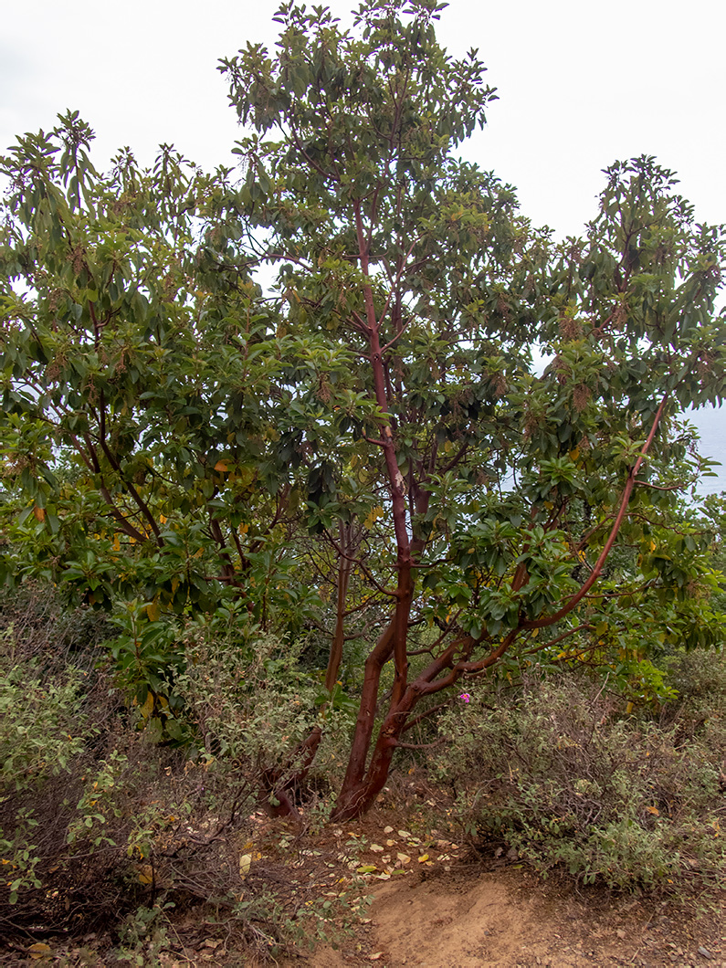 Изображение особи Arbutus andrachne.