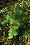 Rumex sylvestris. Прикорневые листья и побег с развивающимся соцветием. Санкт-Петербург, Старый Петергоф, парк \"Сергиевка\", выкашиваемая лужайка, разнотравно-злаковый луг. 19.10.2024.