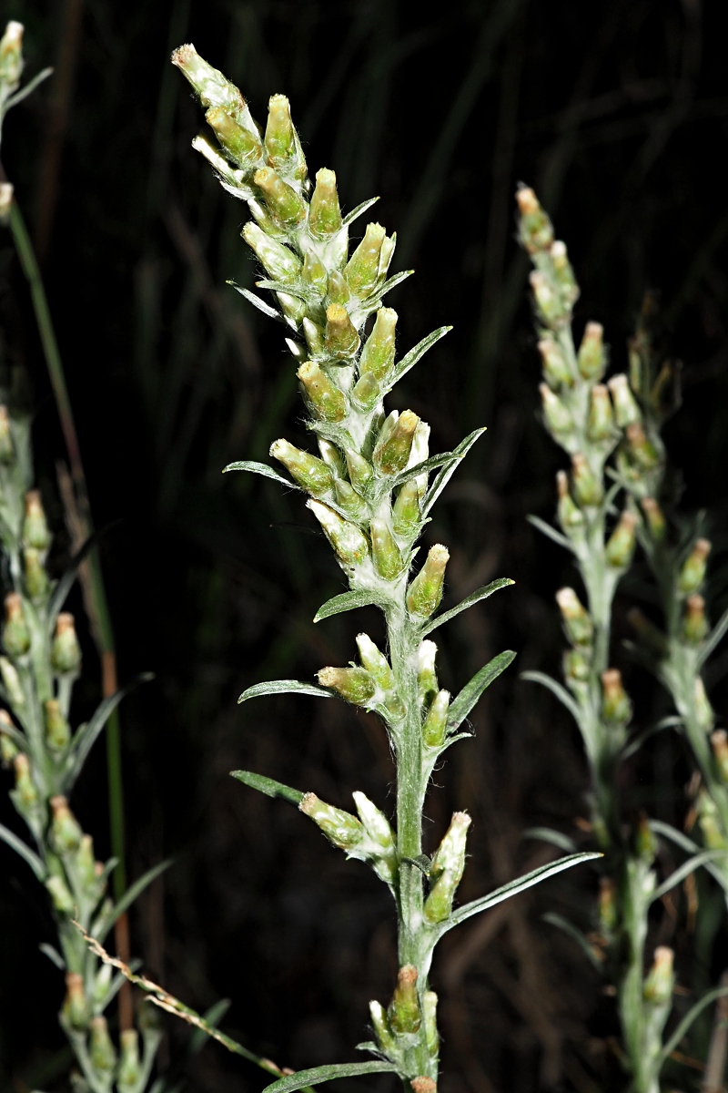 Изображение особи Omalotheca sylvatica.