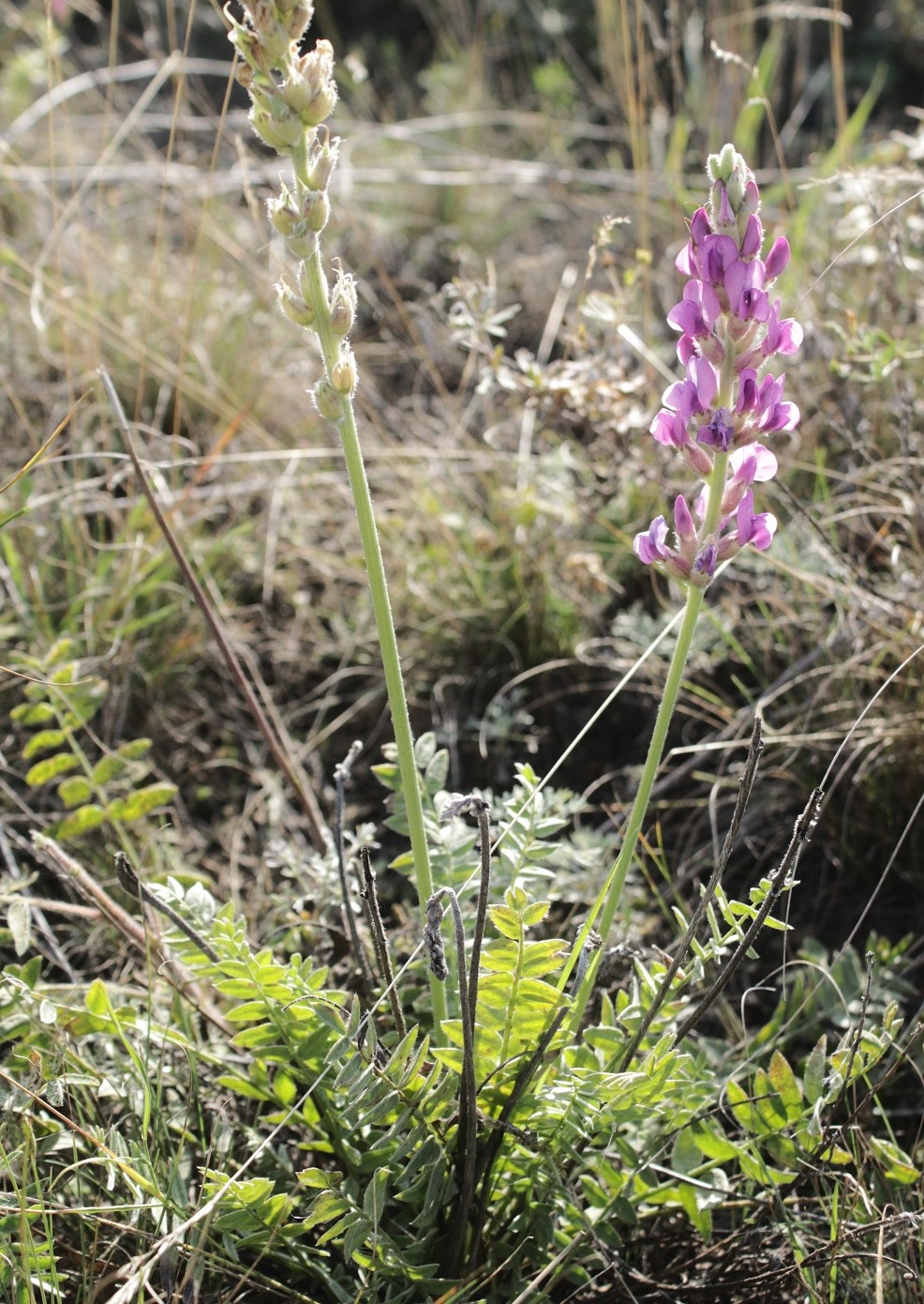 Image of Oxytropis kasakorum specimen.