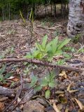 Cardamine quinquefolia