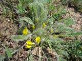 Astragalus henningii