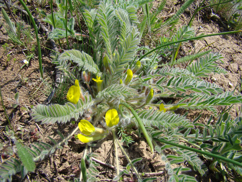 Изображение особи Astragalus henningii.