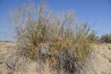Arthrophytum balchaschense