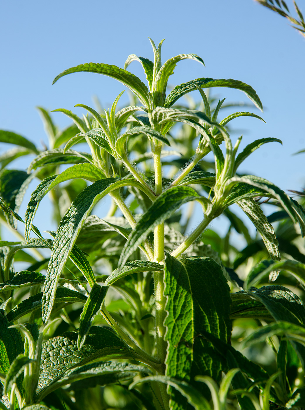 Изображение особи Phlomis pungens.