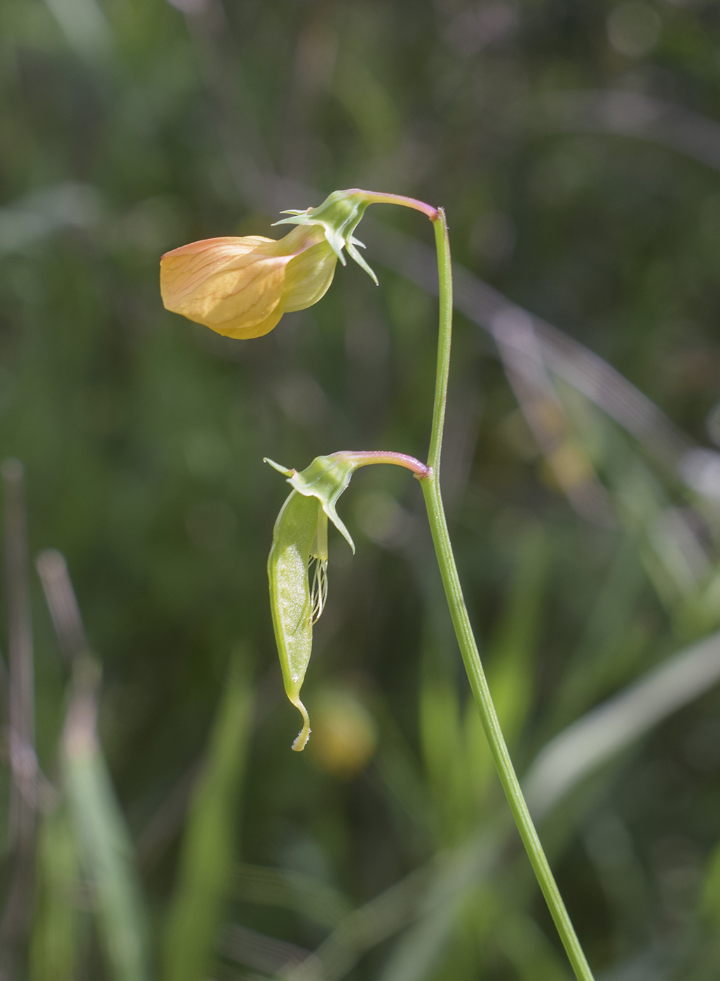 Image of Lathyrus annuus specimen.