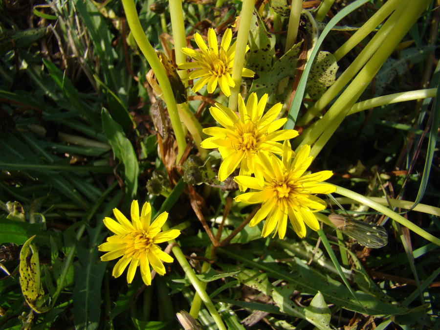Image of Taraxacum bessarabicum specimen.