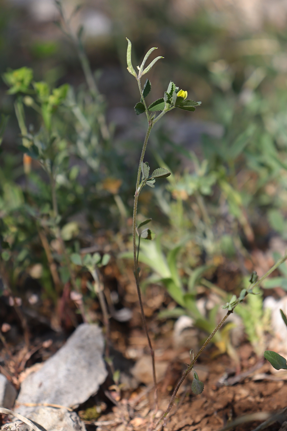 Image of Trigonella striata specimen.