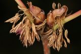 Disanthus cercidifolius. Цветки. Санкт-Петербург, Парк Петра Великого, в культуре. 17.05.2025.