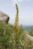 Eremurus thiodanthus