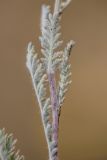 genus Tanacetum