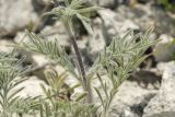 Lomelosia argentea