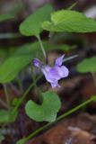 View full-size image Viola sieheana