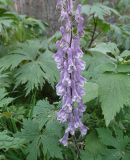 Aconitum leucostomum