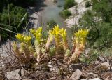 Sedum acre
