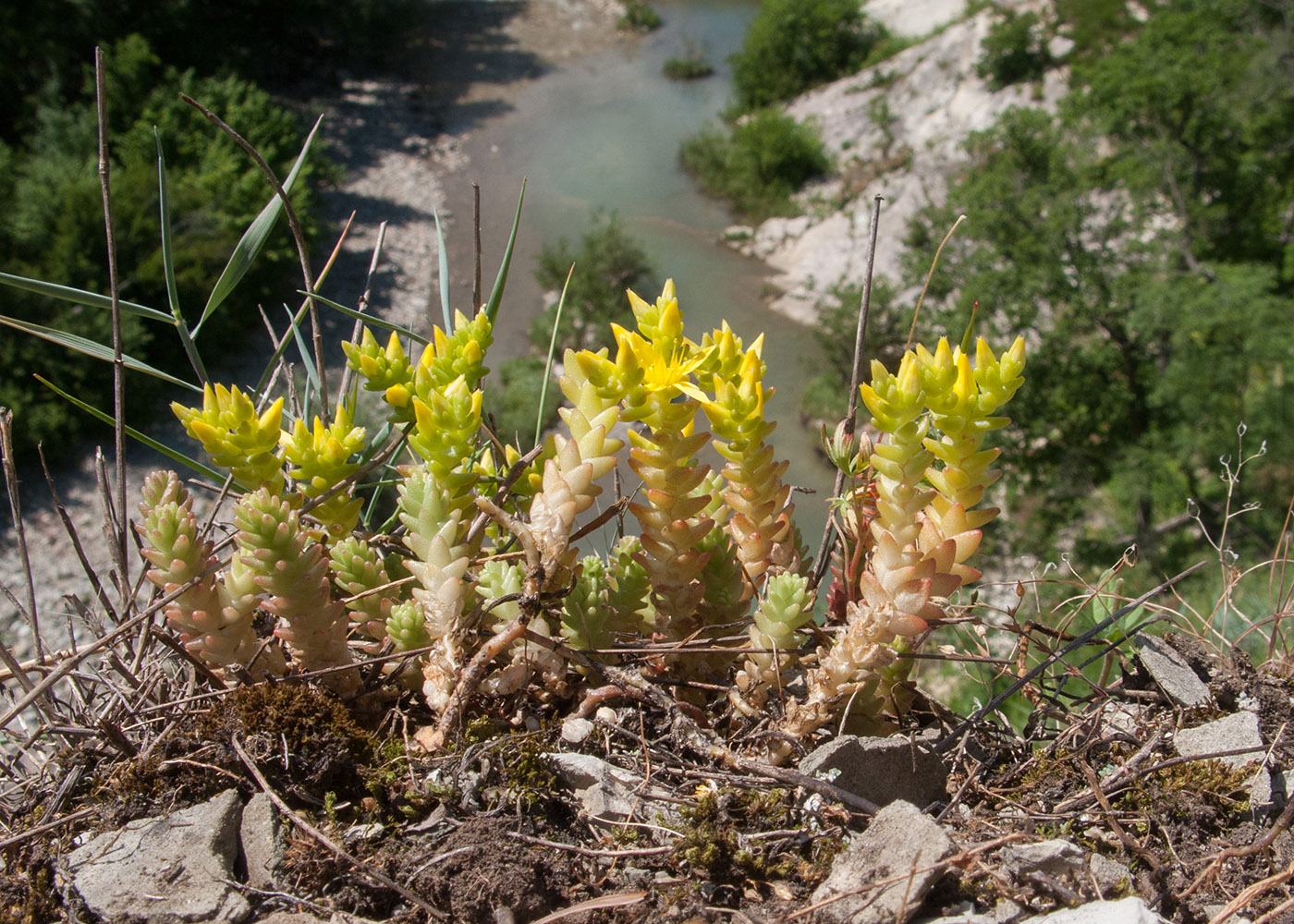 Image of Sedum acre specimen.