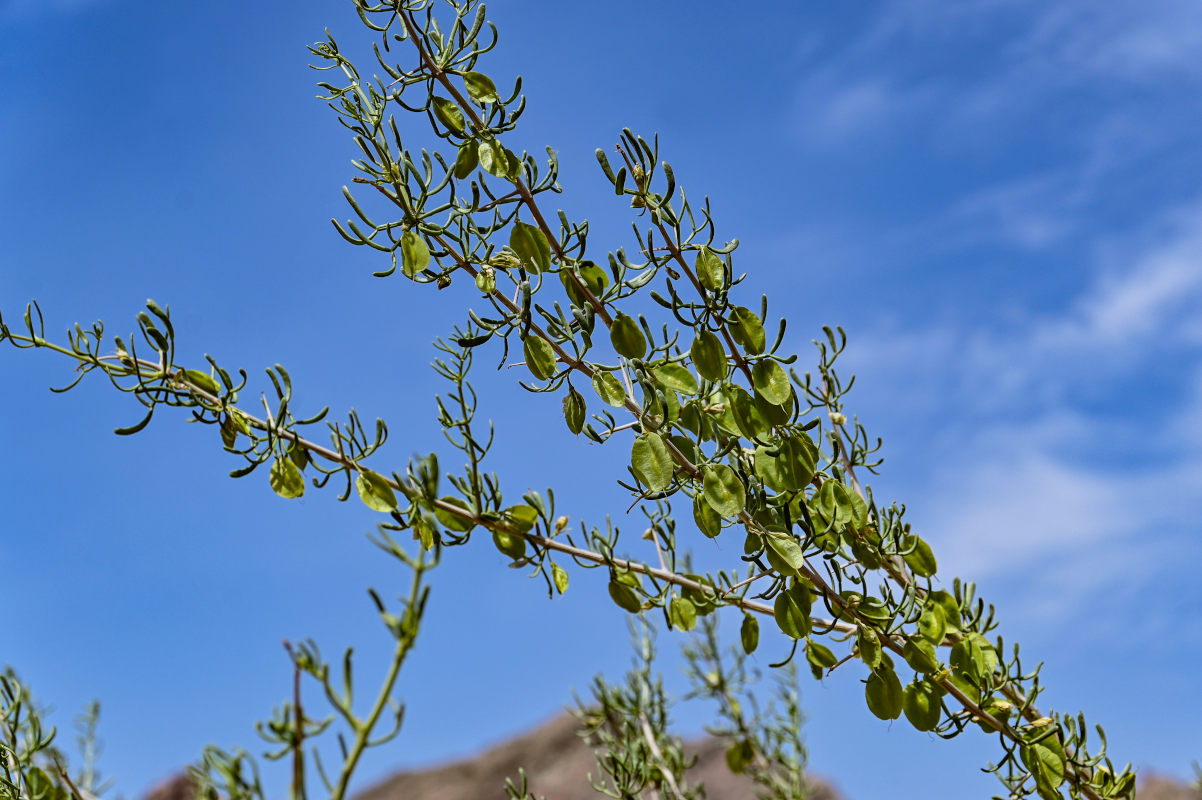 Image of Zygophyllum xanthoxylum specimen.