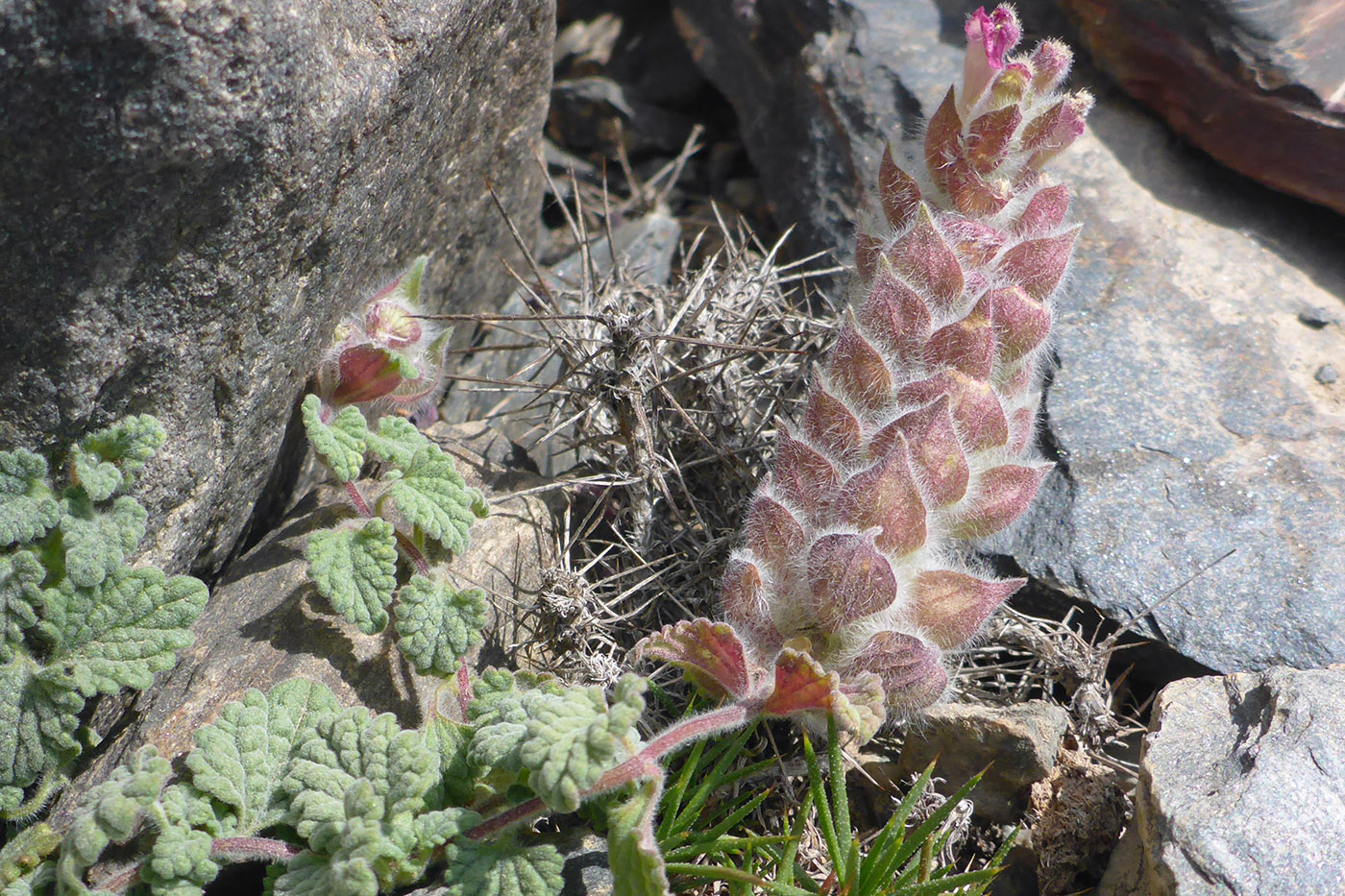 Image of Scutellaria pamirica specimen.