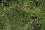 Sieglingia decumbens