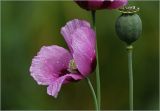 Papaver somniferum. Цветок и незрелый плод с каплями воды (самосев). Московская обл., Раменский р-н, окр. дер. Хрипань, садовый участок. 01.08.2025.