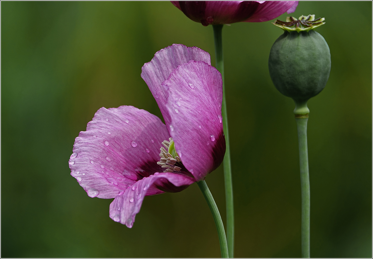 Image of Papaver somniferum specimen.