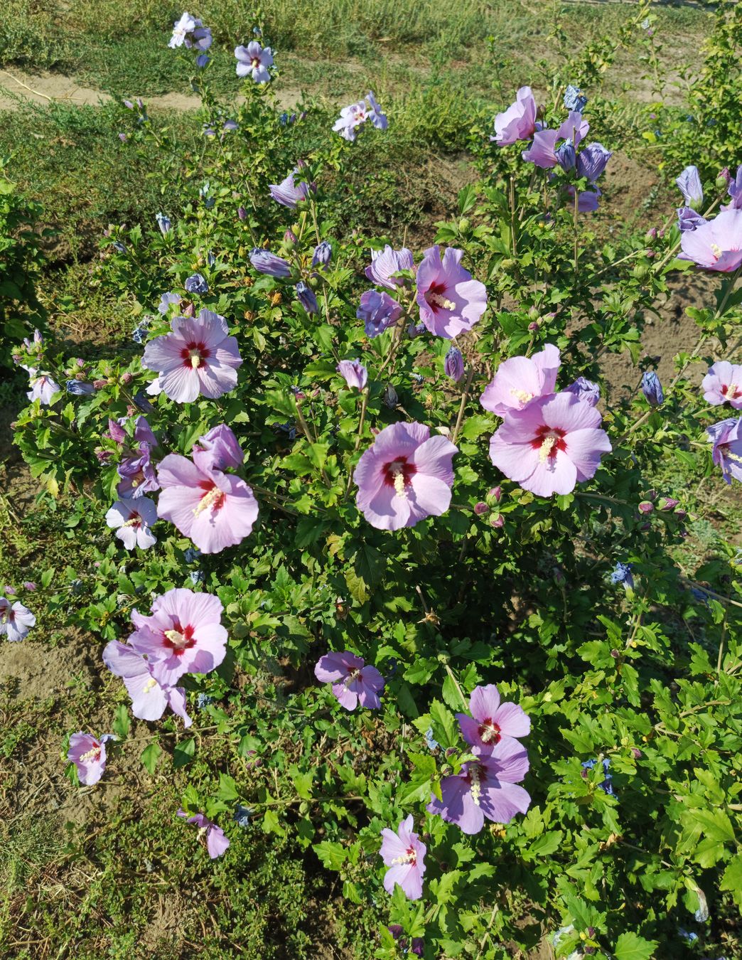 Image of Hibiscus syriacus specimen.