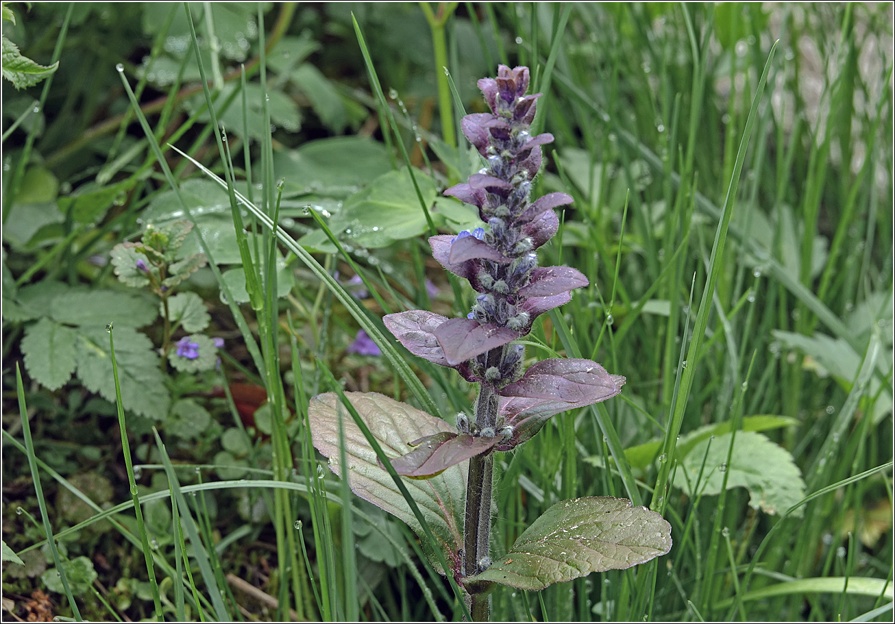Изображение особи Ajuga reptans.