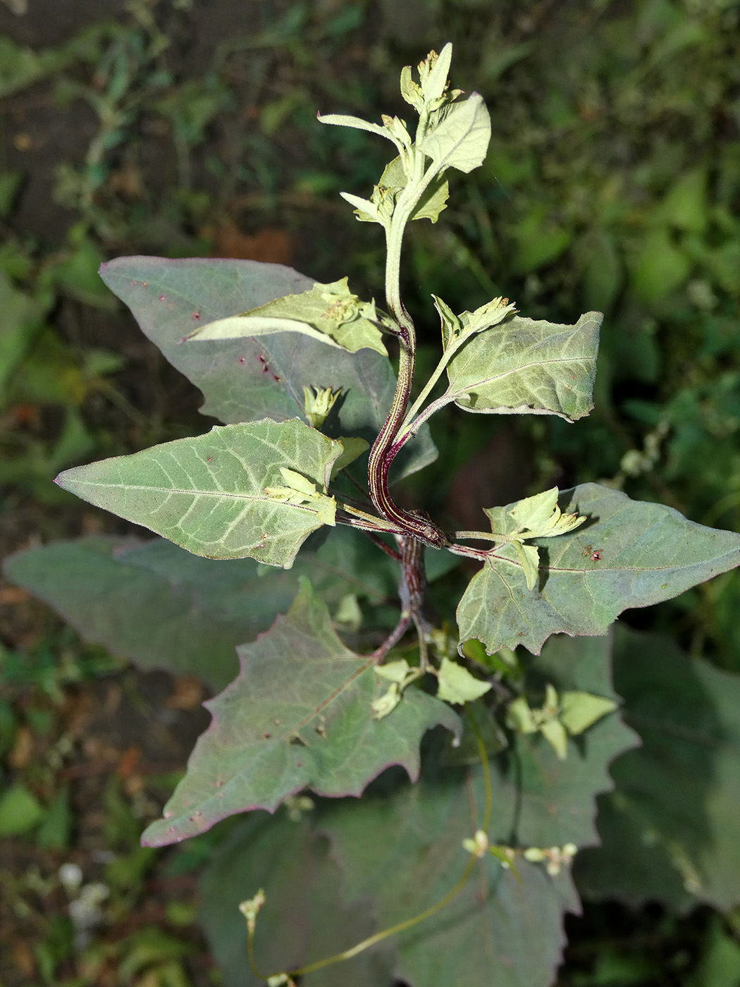 Изображение особи Atriplex hortensis.
