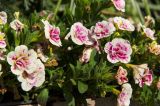 genus Calibrachoa