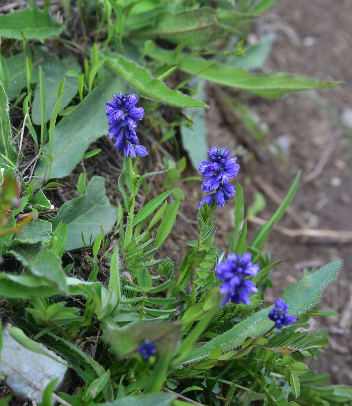 Image of Polygala alpicola specimen.