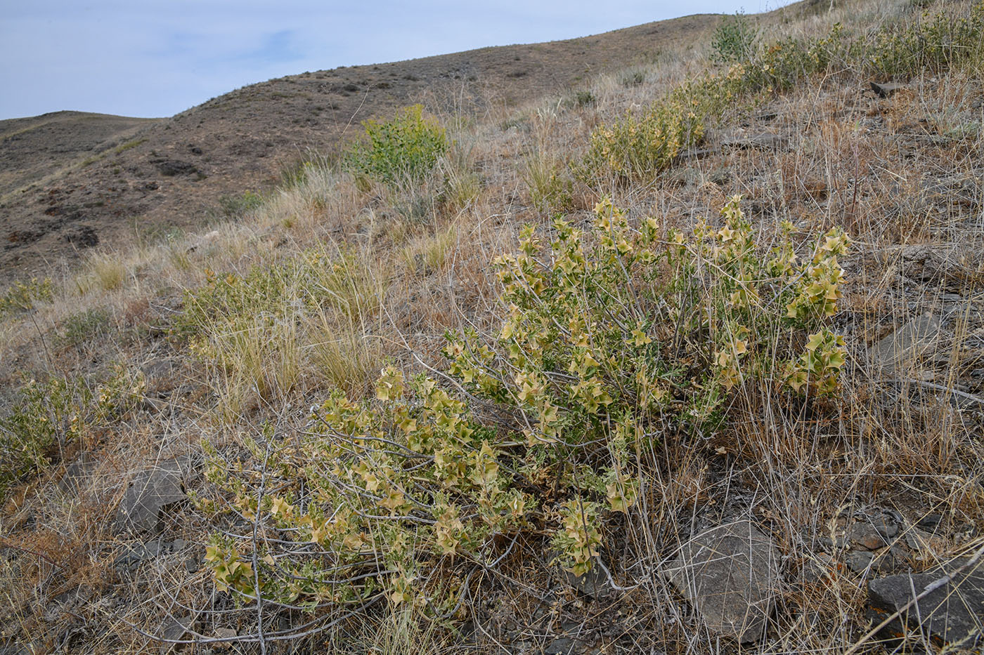 Image of Lagochilus platycalyx specimen.